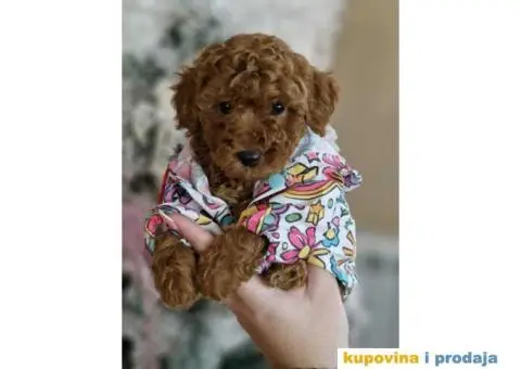 Malene bebice TOY PUDLE, aprikot i crvene - 1/6