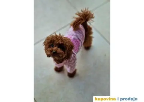 Malene bebice TOY PUDLE, aprikot i crvene - 2/6