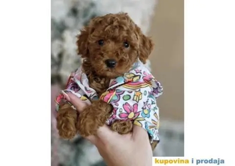 Malene bebice TOY PUDLE, aprikot i crvene - 3/6