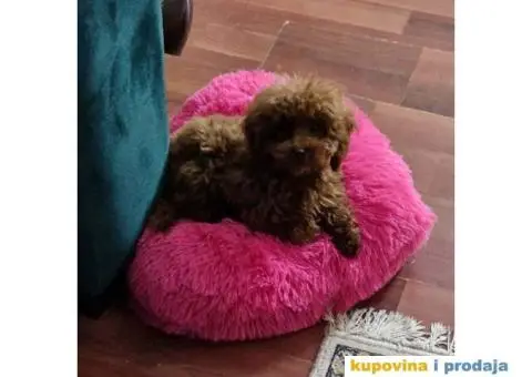 Malene bebice TOY PUDLE, aprikot i crvene - 4/6