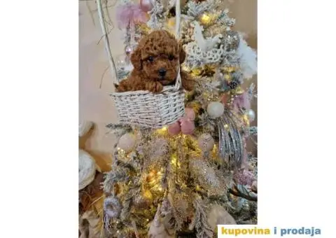 Malene bebice TOY PUDLE, aprikot i crvene - 5/6