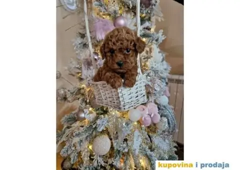 Malene bebice TOY PUDLE, aprikot i crvene - 6/6