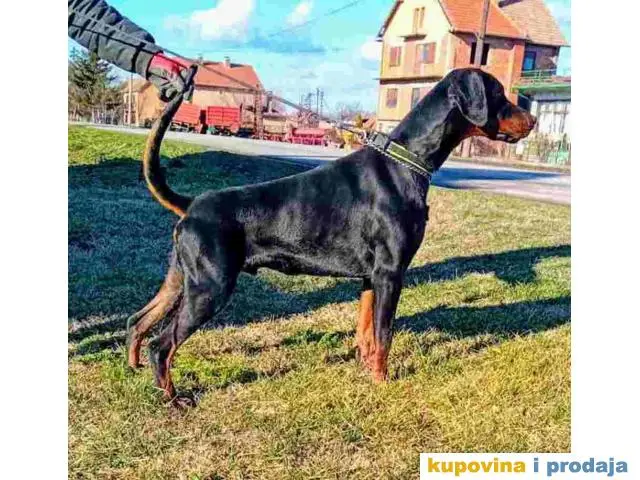 DOBERMAN  na prodaju, mladi mužijak od godinu dana,  vrhunskog porekla.  Tel/Viber: +381(0)60/67-57- - 1