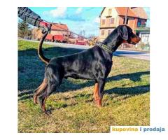 DOBERMAN  na prodaju, mladi mužijak od godinu dana,  vrhunskog porekla.  Tel/Viber: +381(0)60/67-57-