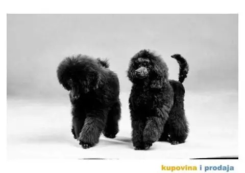 Patuljasta Pudla TOP štenci - 1/8