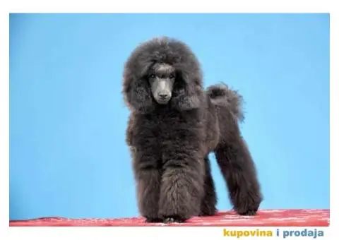 Patuljasta Pudla TOP štenci - 2/8