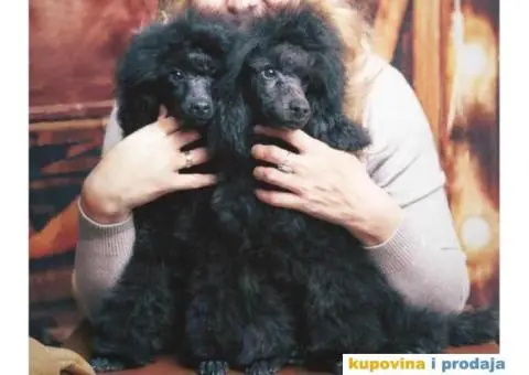 Patuljasta Pudla TOP štenci - 3/8