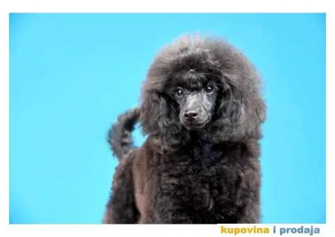 Patuljasta Pudla TOP štenci - 4/8