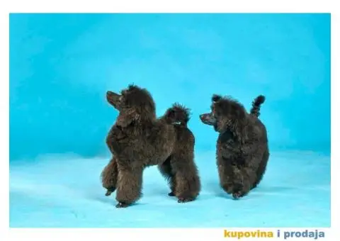 Patuljasta Pudla TOP štenci - 5/8