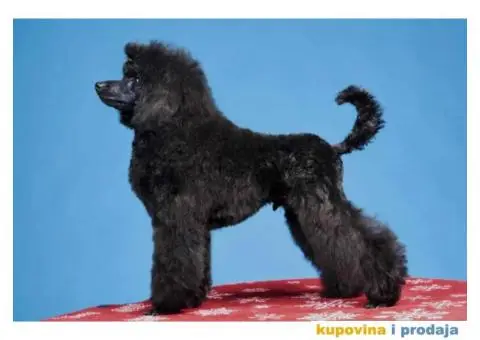 Patuljasta Pudla TOP štenci - 6/8