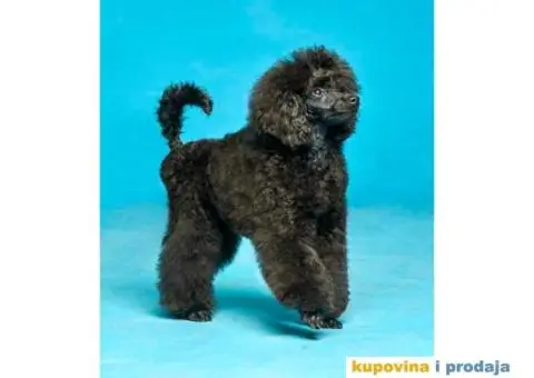 Patuljasta Pudla TOP štenci - 7/8