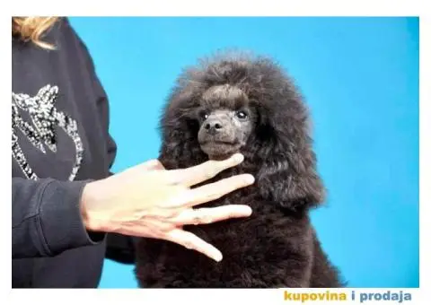 Patuljasta Pudla TOP štenci - 8/8