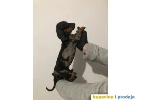 Crni Merle Jazavičar štenci - 1/8