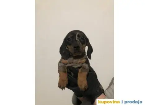 Crni Merle Jazavičar štenci - 3/8