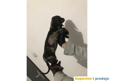 Crni Merle Jazavičar štenci - 4/8