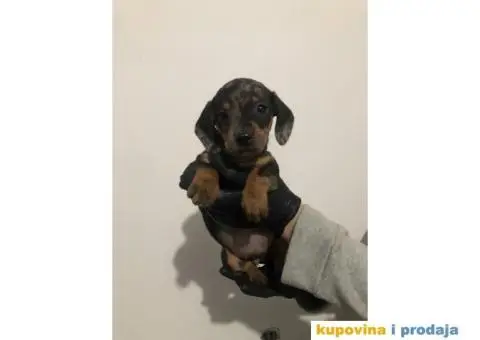 Crni Merle Jazavičar štenci - 6/8