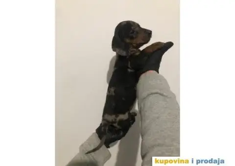 Crni Merle Jazavičar štenci - 7/8