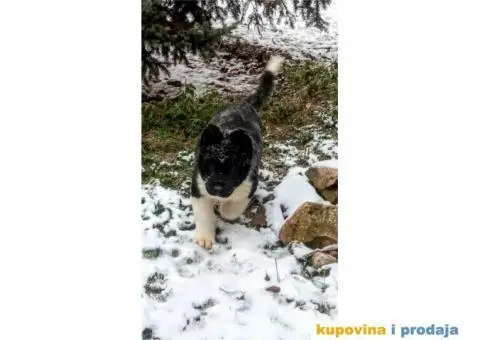 Američka Akita štenci - 1/6