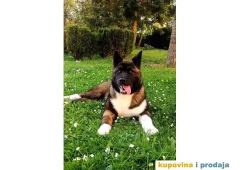 Američka Akita štenci - 2/6