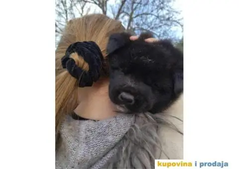 Američka Akita štenci - 3/6