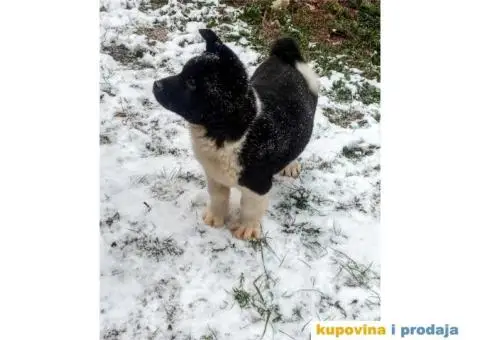Američka Akita štenci - 4/6