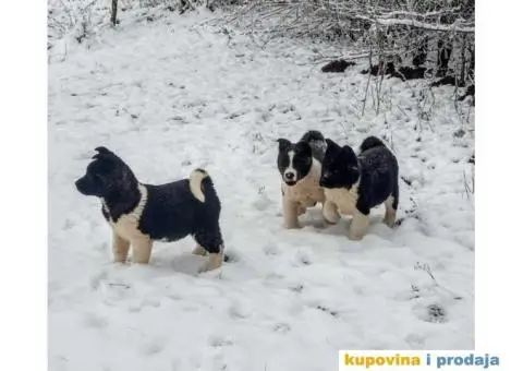 Američka Akita štenci - 5/6