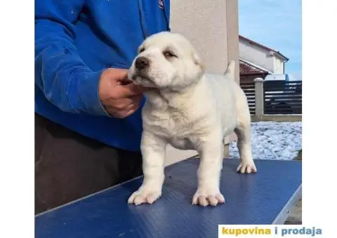 Srednjeazijski ovčar VRHUNSKI štenci - 1/14