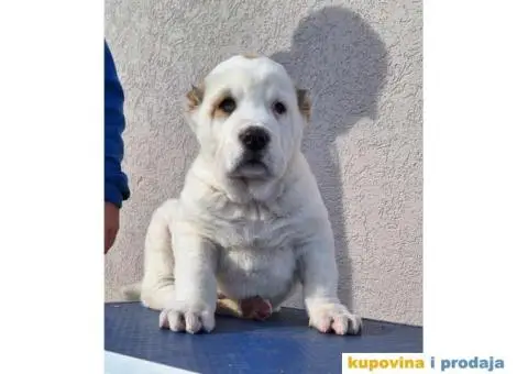 Srednjeazijski ovčar VRHUNSKI štenci - 2/14