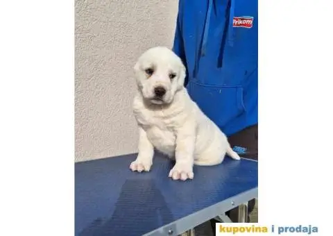 Srednjeazijski ovčar VRHUNSKI štenci - 3/14