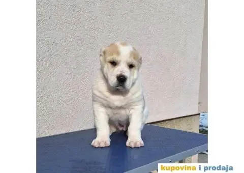 Srednjeazijski ovčar VRHUNSKI štenci - 4/14