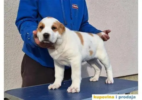 Srednjeazijski ovčar VRHUNSKI štenci - 5/14