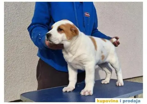 Srednjeazijski ovčar VRHUNSKI štenci - 6/14