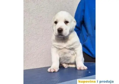 Srednjeazijski ovčar VRHUNSKI štenci - 7/14