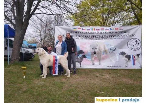 Srednjeazijski ovčar VRHUNSKI štenci - 8/14