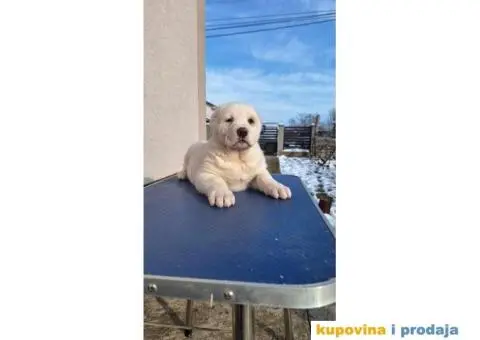 Srednjeazijski ovčar VRHUNSKI štenci - 9/14