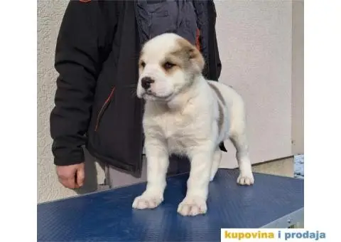 Srednjeazijski ovčar VRHUNSKI štenci - 10/14