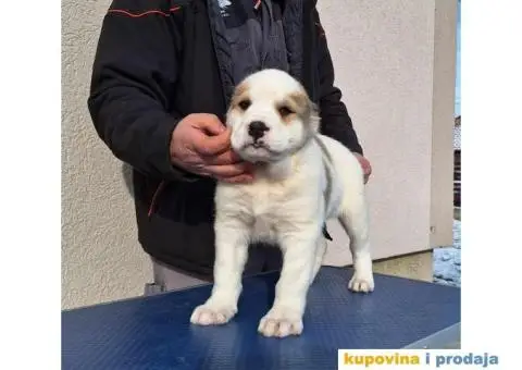 Srednjeazijski ovčar VRHUNSKI štenci - 11/14