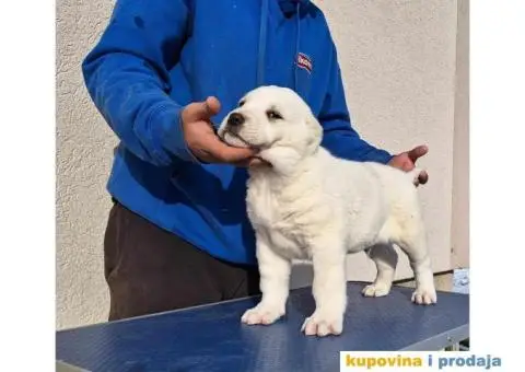 Srednjeazijski ovčar VRHUNSKI štenci - 12/14