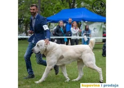 Srednjeazijski ovčar VRHUNSKI štenci - 13/14