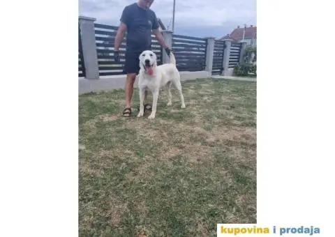 Srednjeazijski ovčar VRHUNSKI štenci - 14/14