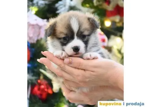 Velski korgi/Welsh Corgi Pembroke - 1/4