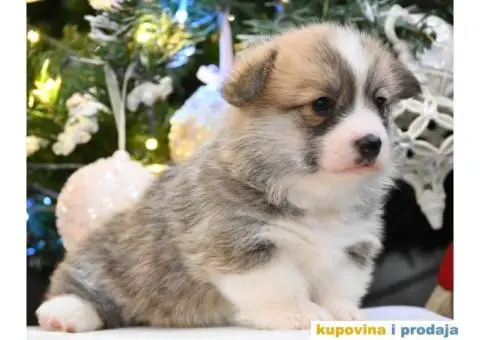 Velski korgi/Welsh Corgi Pembroke - 2/4