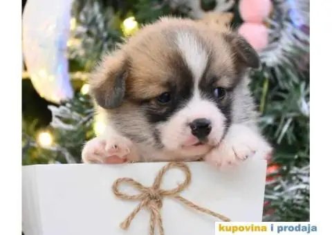 Velski korgi/Welsh Corgi Pembroke - 3/4