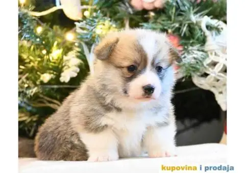 Velski korgi/Welsh Corgi Pembroke - 4/4