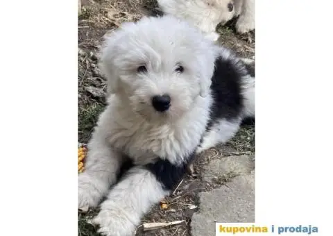 Bobtail štenci - 1/7