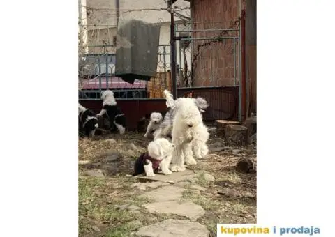 Bobtail štenci - 2/7