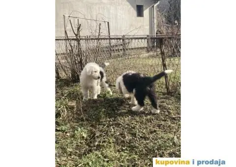 Bobtail štenci - 3/7