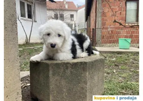 Bobtail štenci - 4/7