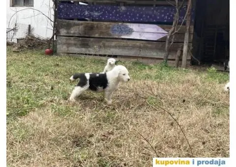 Bobtail štenci - 5/7