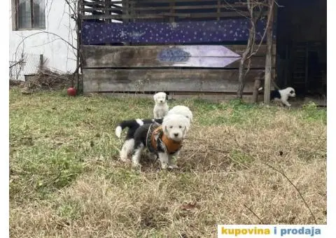 Bobtail štenci - 6/7